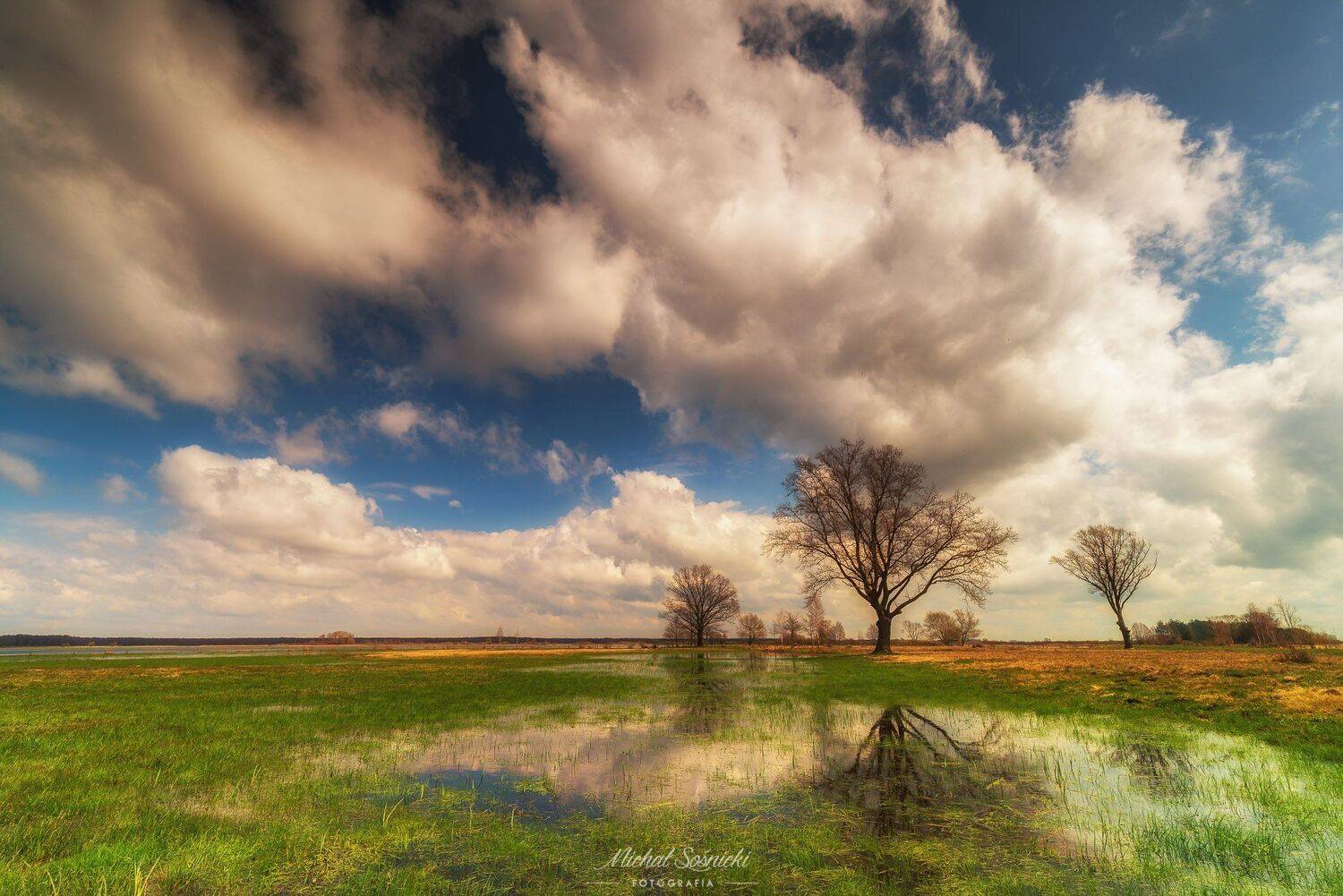 #marigolds #flowers #spring #poland #nature #beautiful #best #sky #tree, Michał Sośnicki