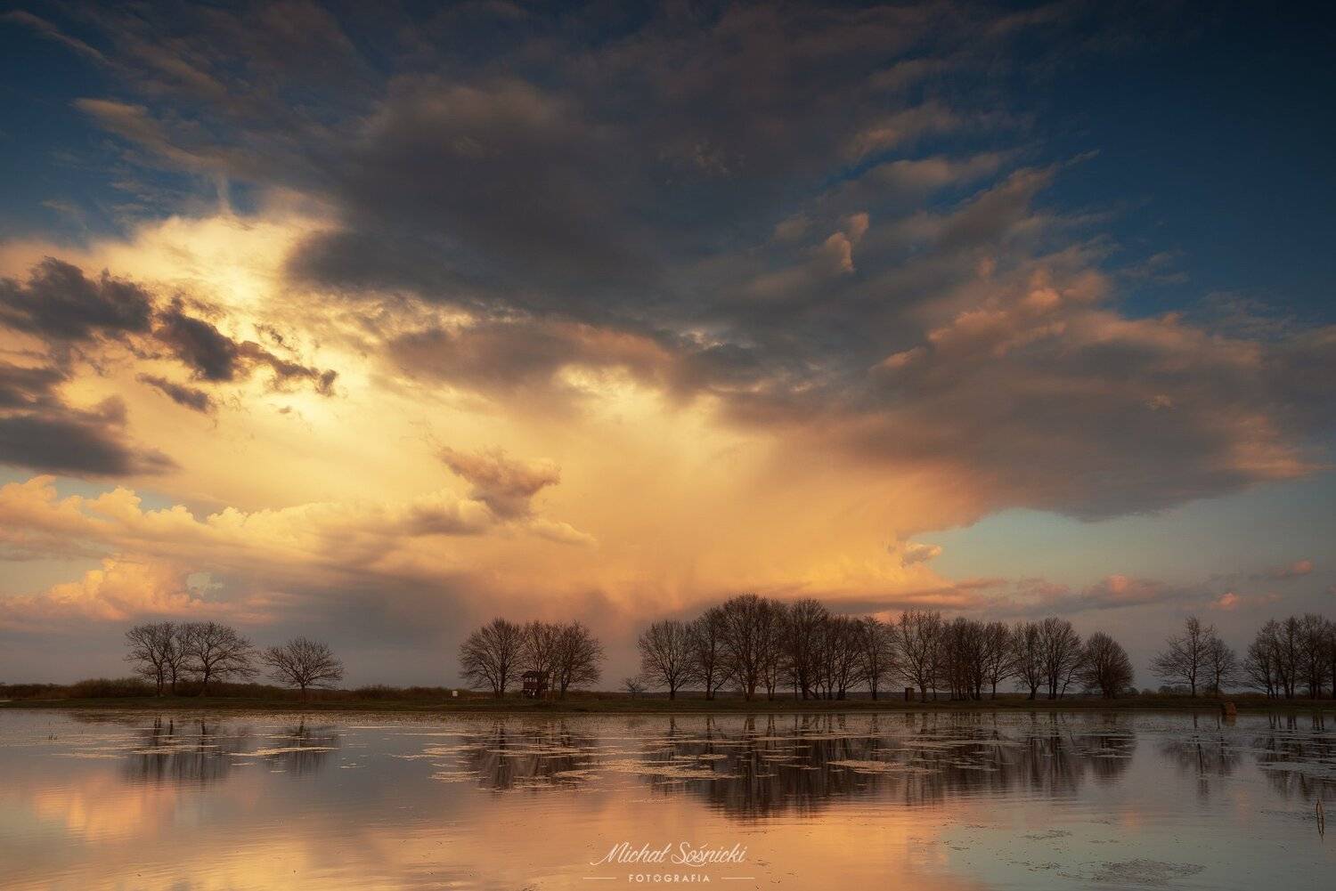 #marigolds, #flowers, #spring, #poland, #nature, #beautiful, #best, #sky, #tree, #sunset, #storm, Michał Sośnicki