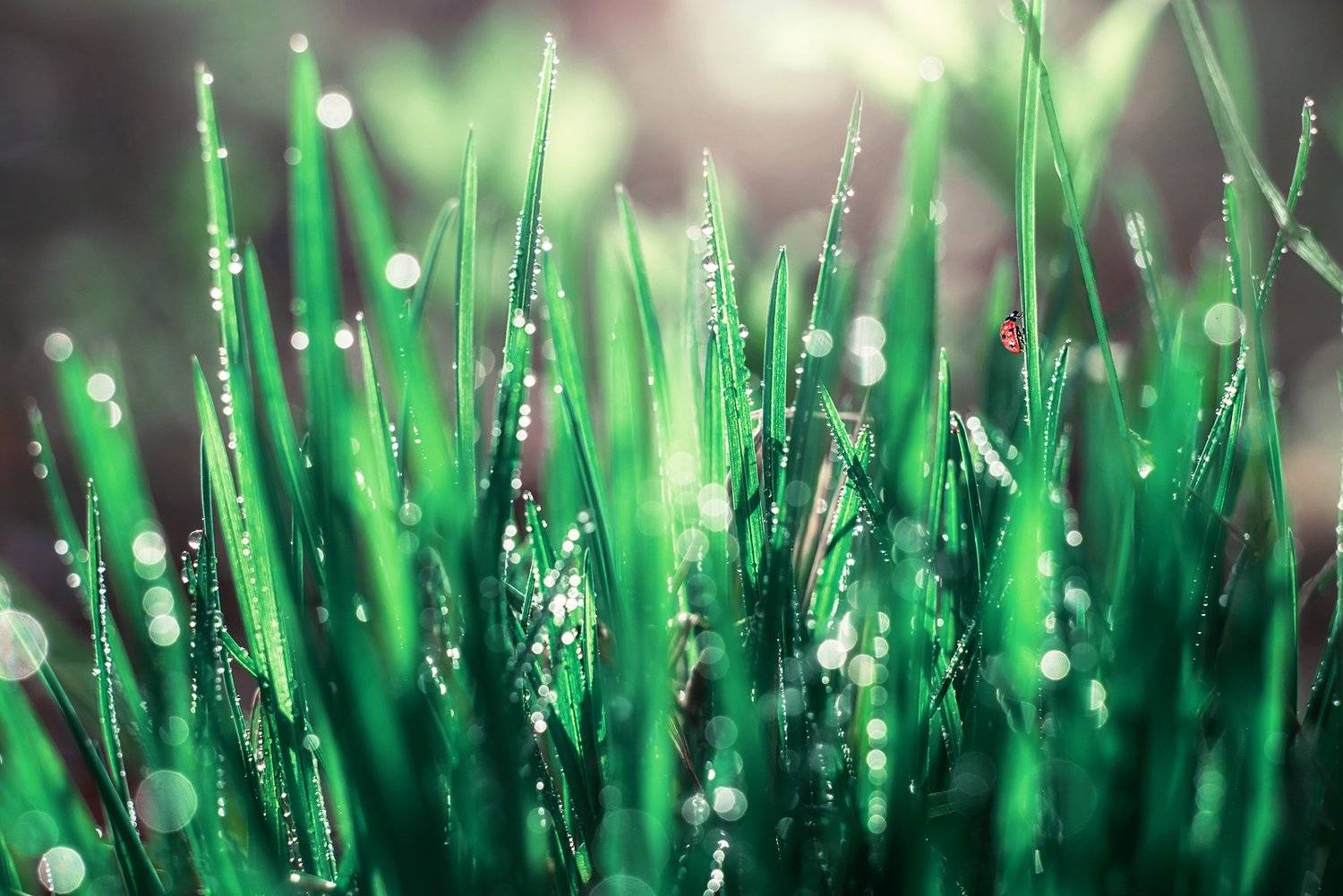 #макро #божьякоровка, Анастасия Думинская