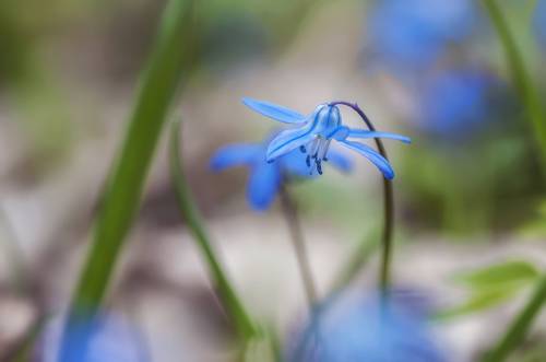 Весны цветочки