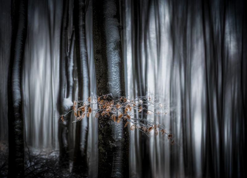 #landscape#nature#trees#forest Moody forest фото превью