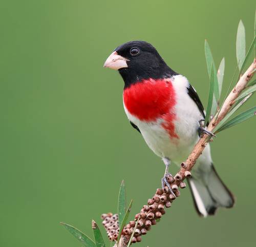 Rose-breasted Grosbeak - Красногрудый дубоносовый кардинал