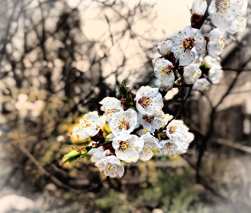 ** фото превью