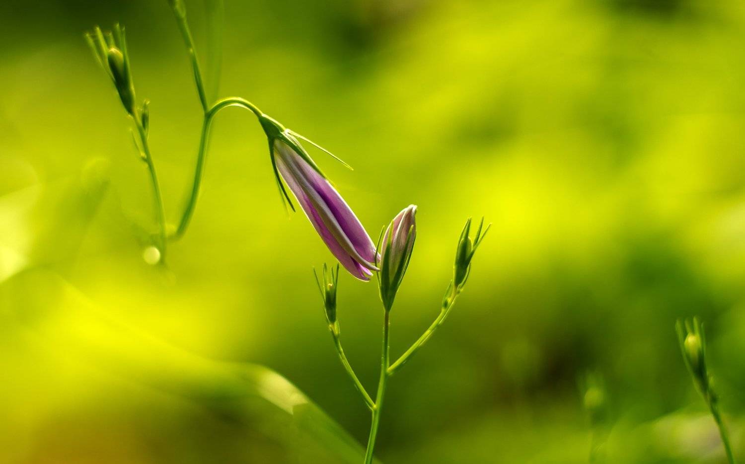 , Рут Андрей