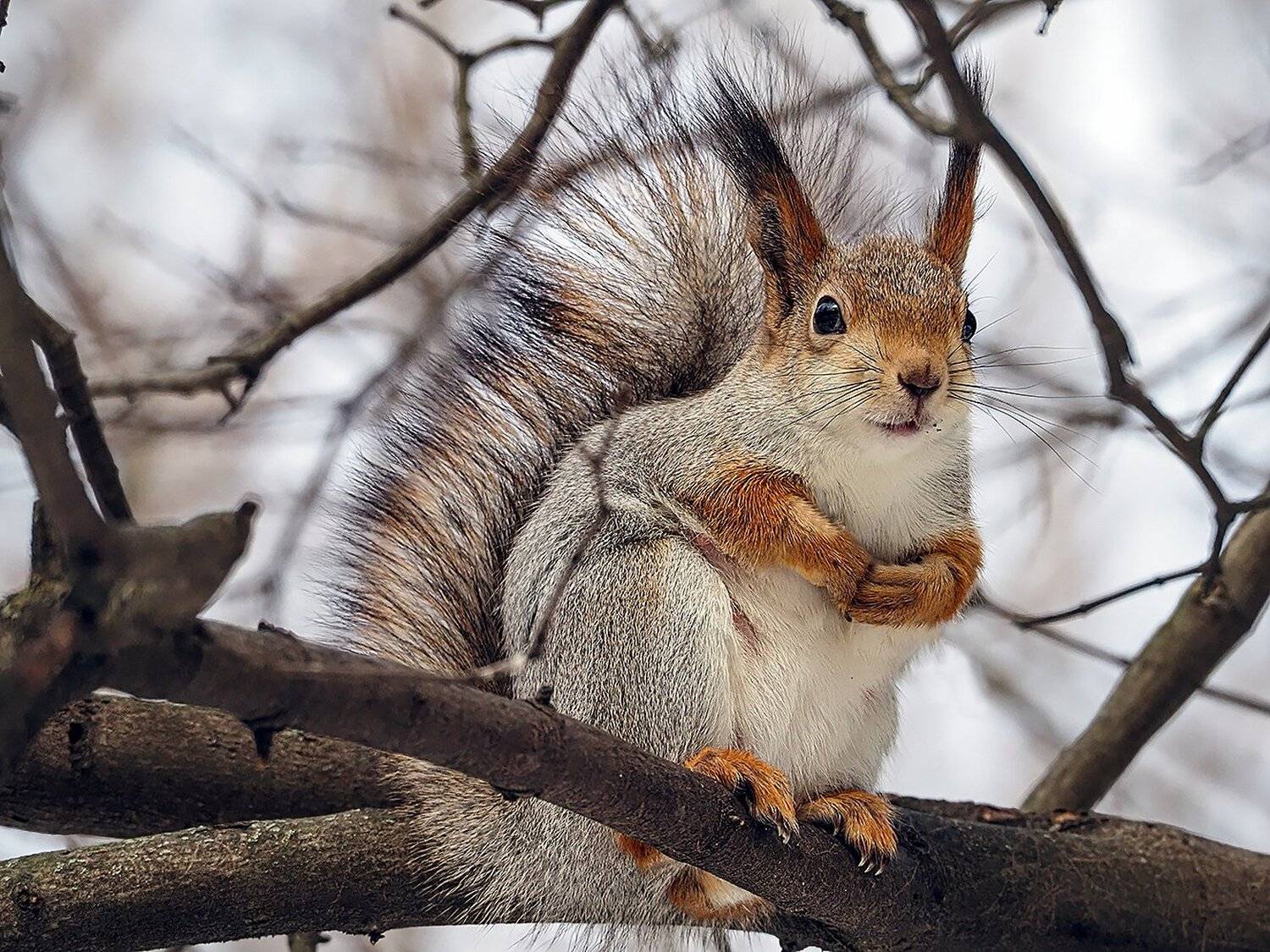 , Сергей Духанин