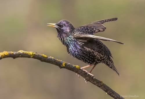 Common starling