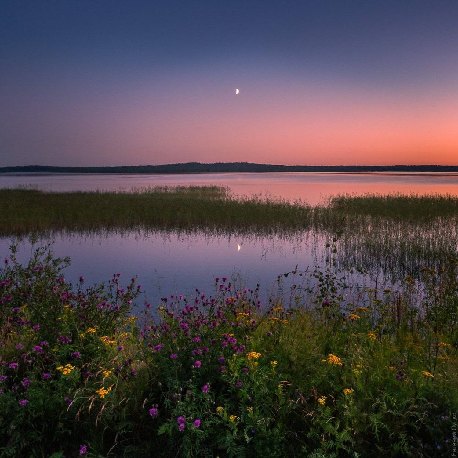 , Евгений Луцко