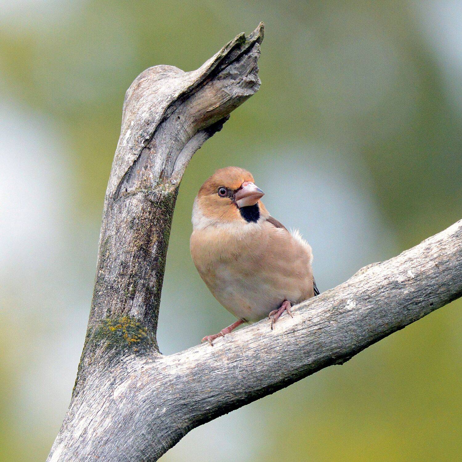 дубонос., Михаил Белоусов