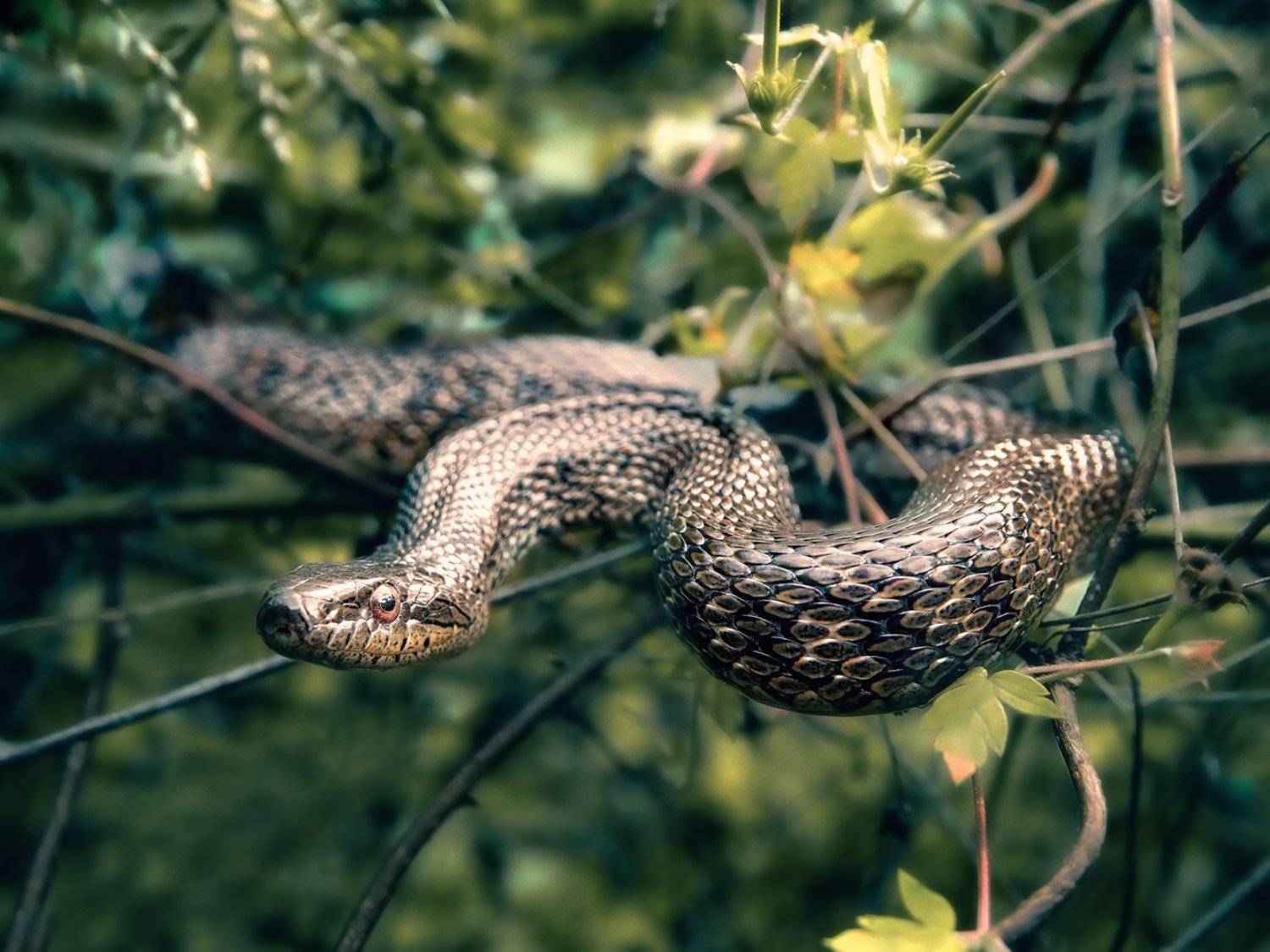 змея, полоз на ветках, атакующая поза, Игорь Жабский