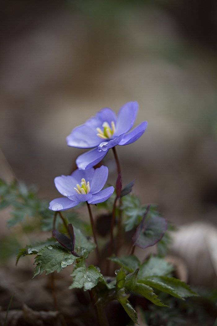 апрель лес владивосток пригород, Евгений Слободской