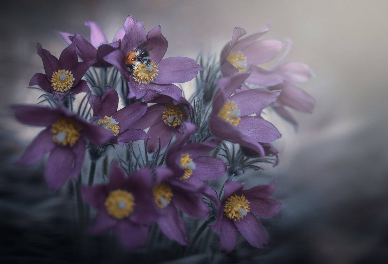 , Лапшина Владлена