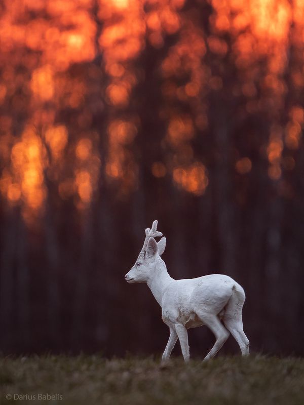 Aльбинос фото превью