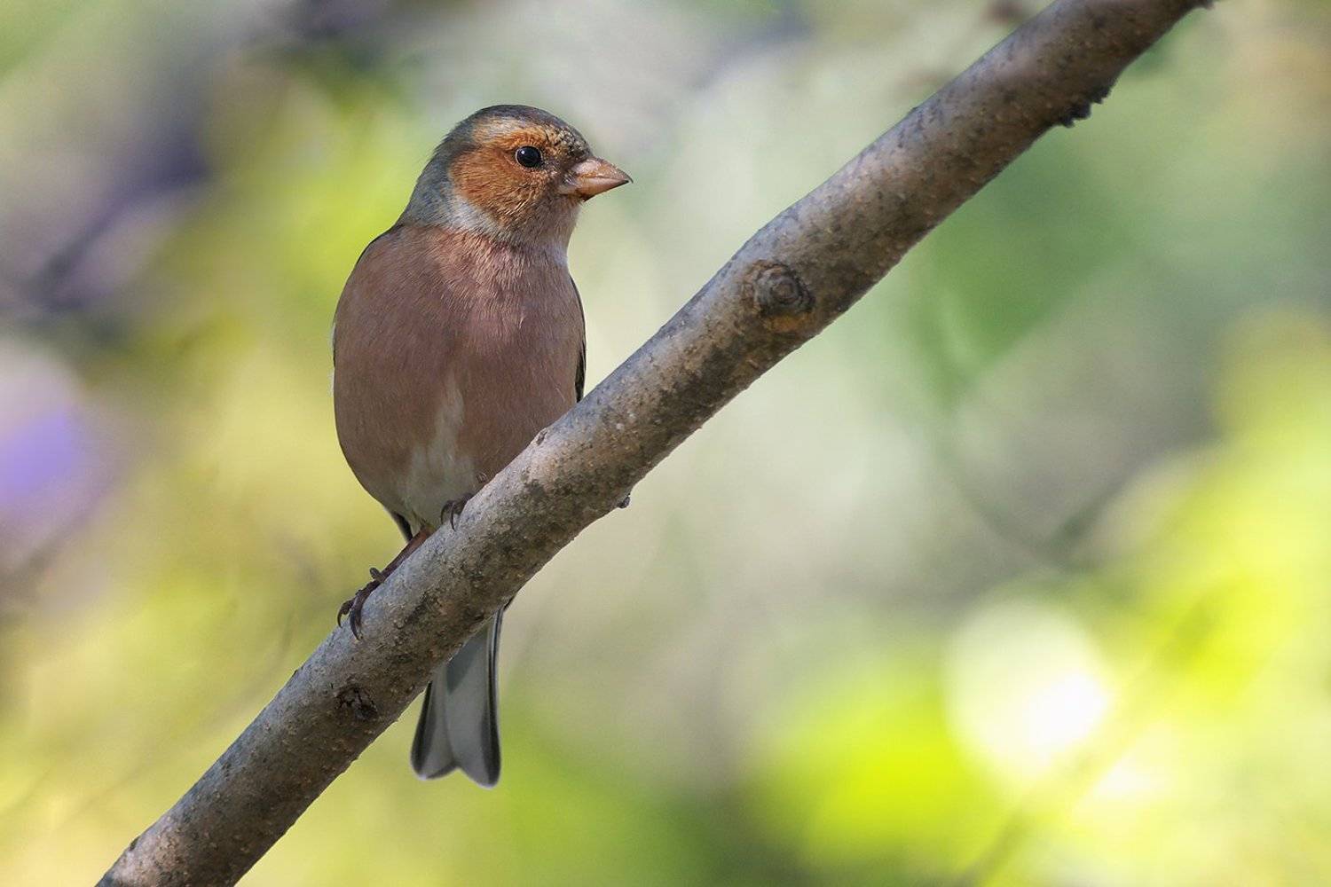 , Евгени Стефанов