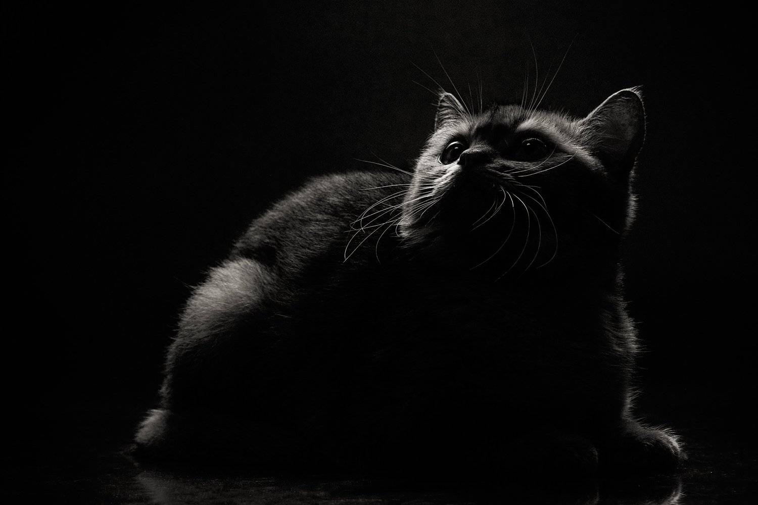 кот студия, Евгений Дёгтев