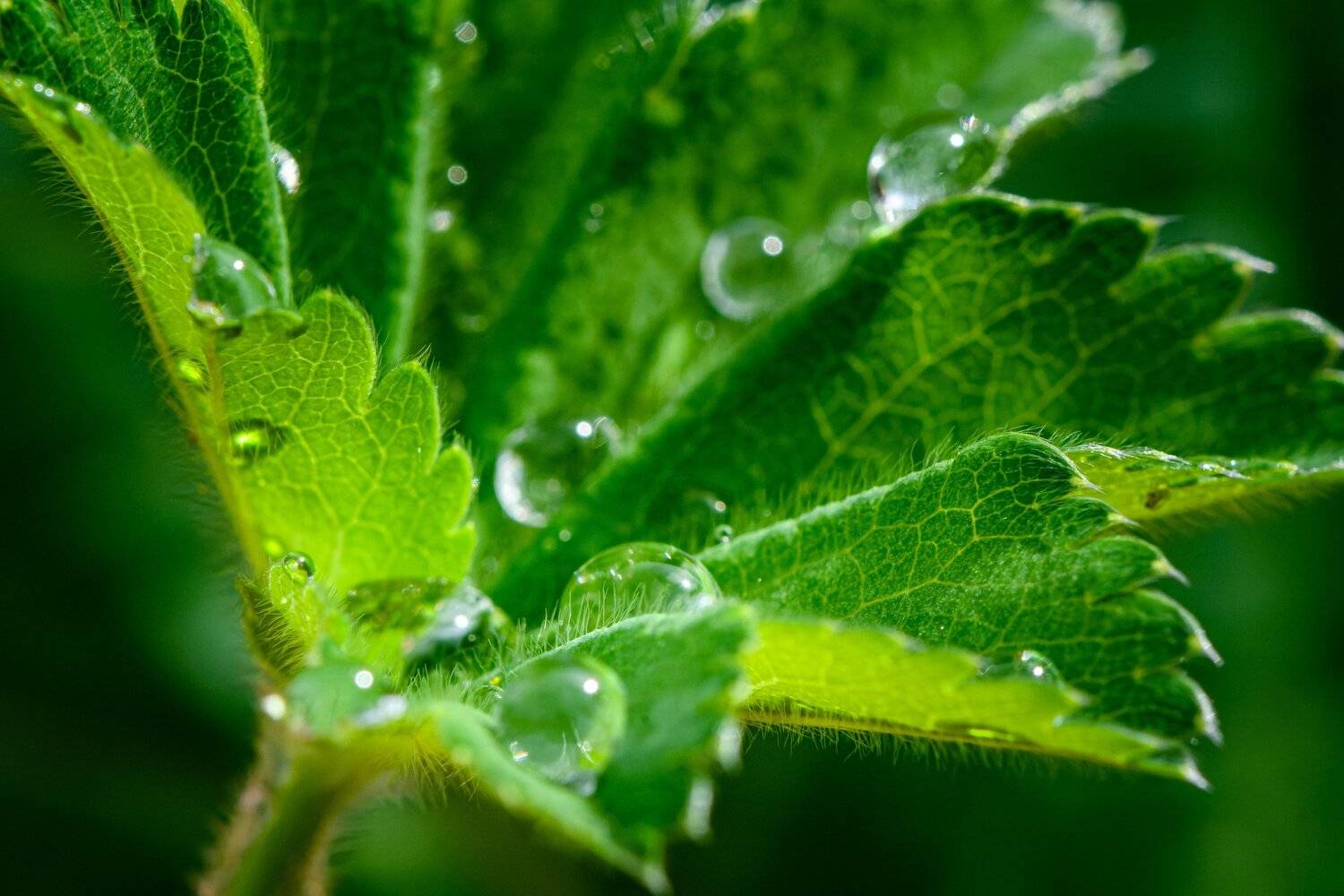 waterdrop, green, leaf, grass, wet,  Mykhailo