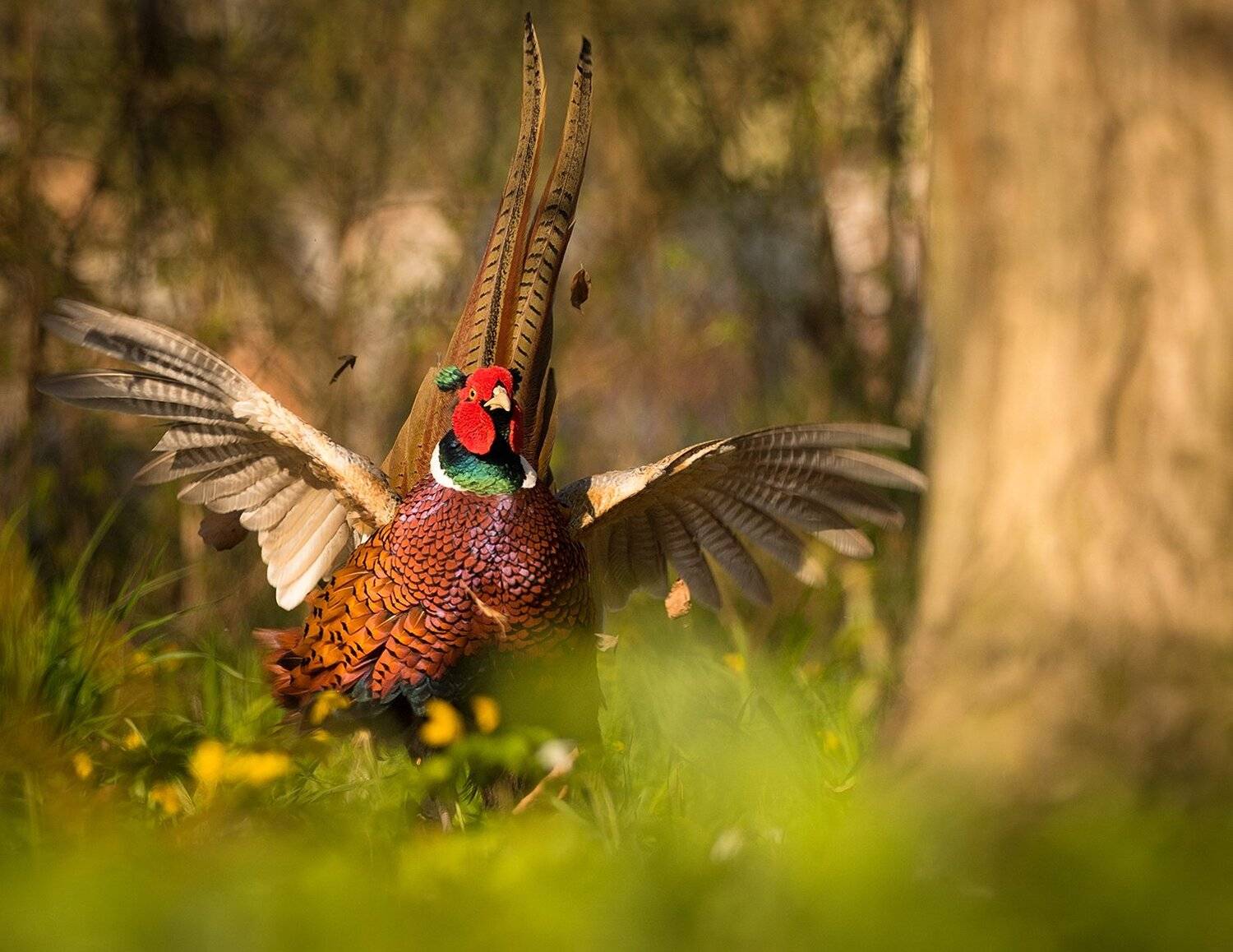 , Robert Adamec