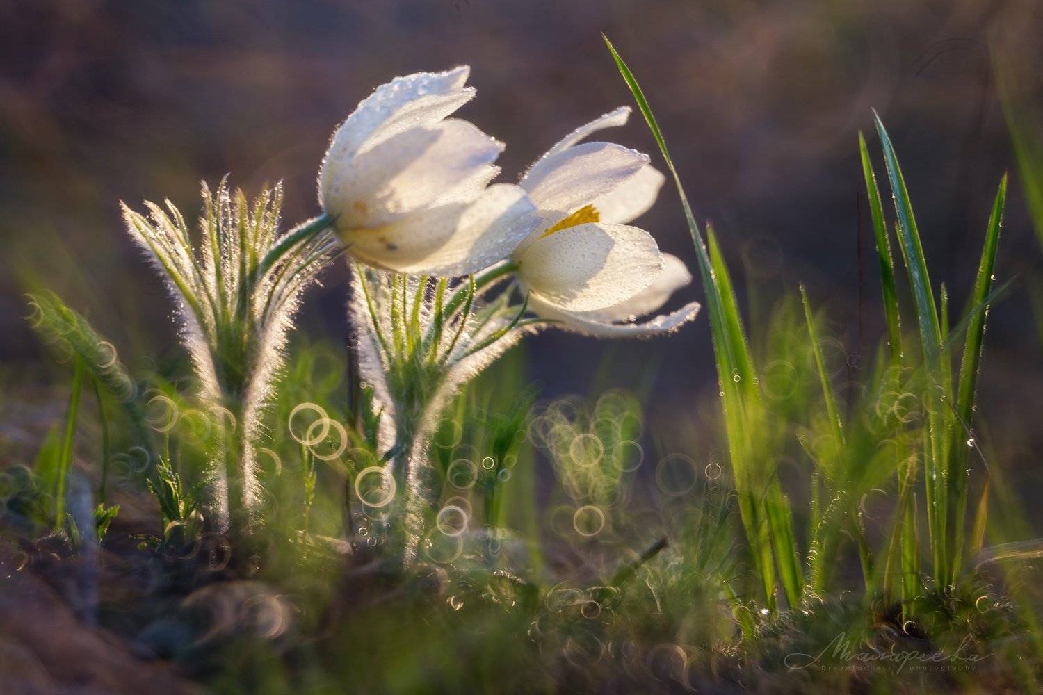 макро, прострел, подснежник, первоцвет, Урал, бокэ, рубинар, Малафеева Елена