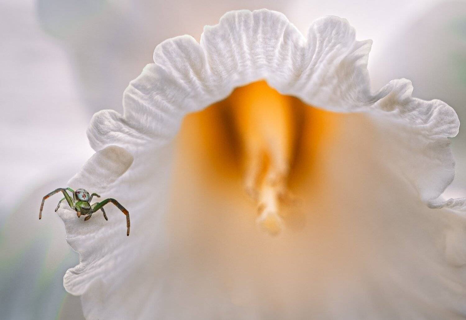 природа, макро, весна, цветы, нарцисс, насекомые, паук, Неля Рачкова