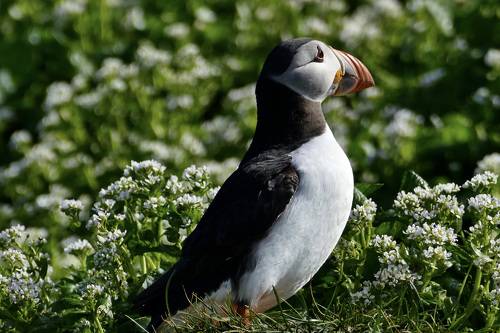 Остров птиц