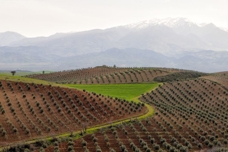 Bahçe фото превью