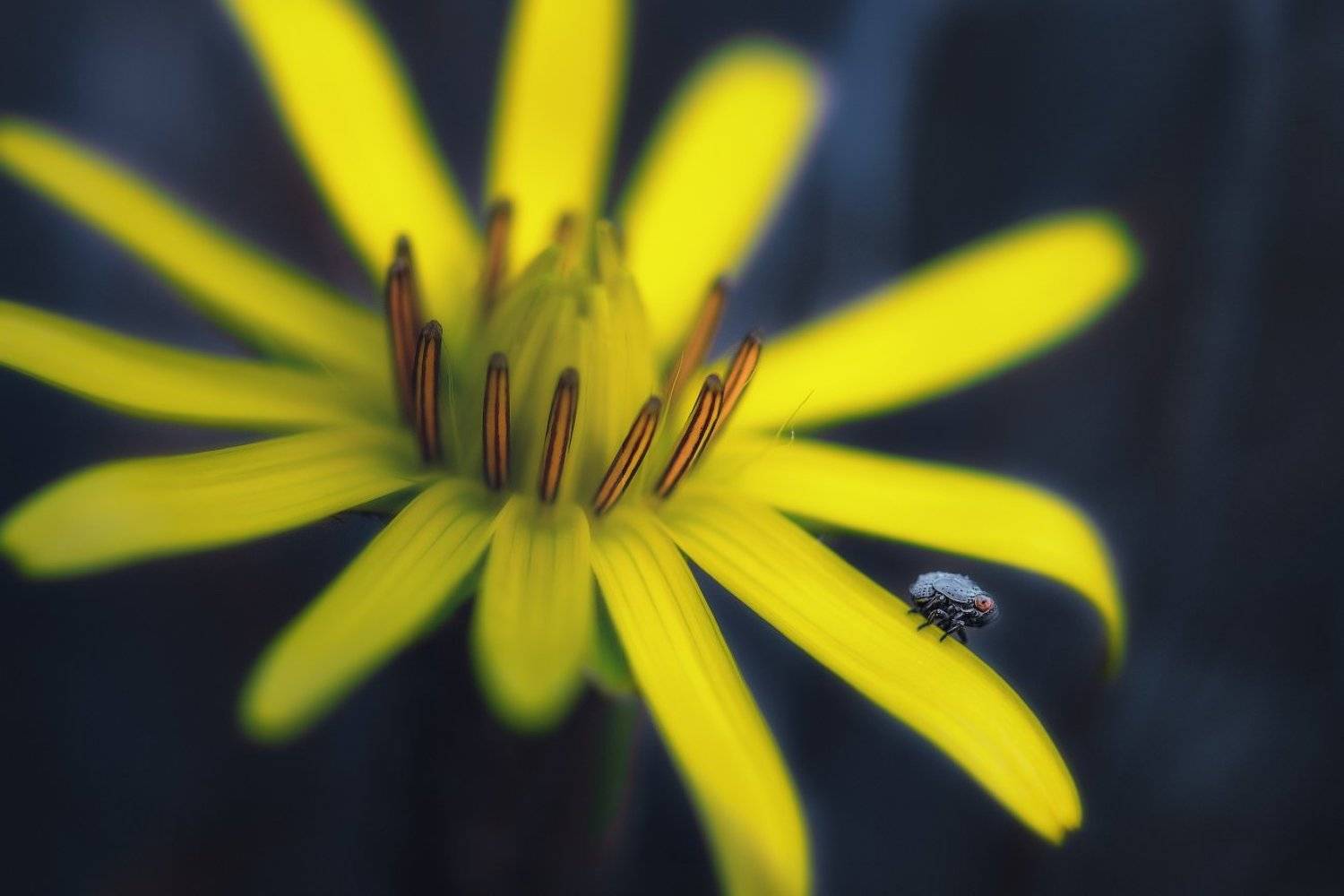 , Алексей Агеев