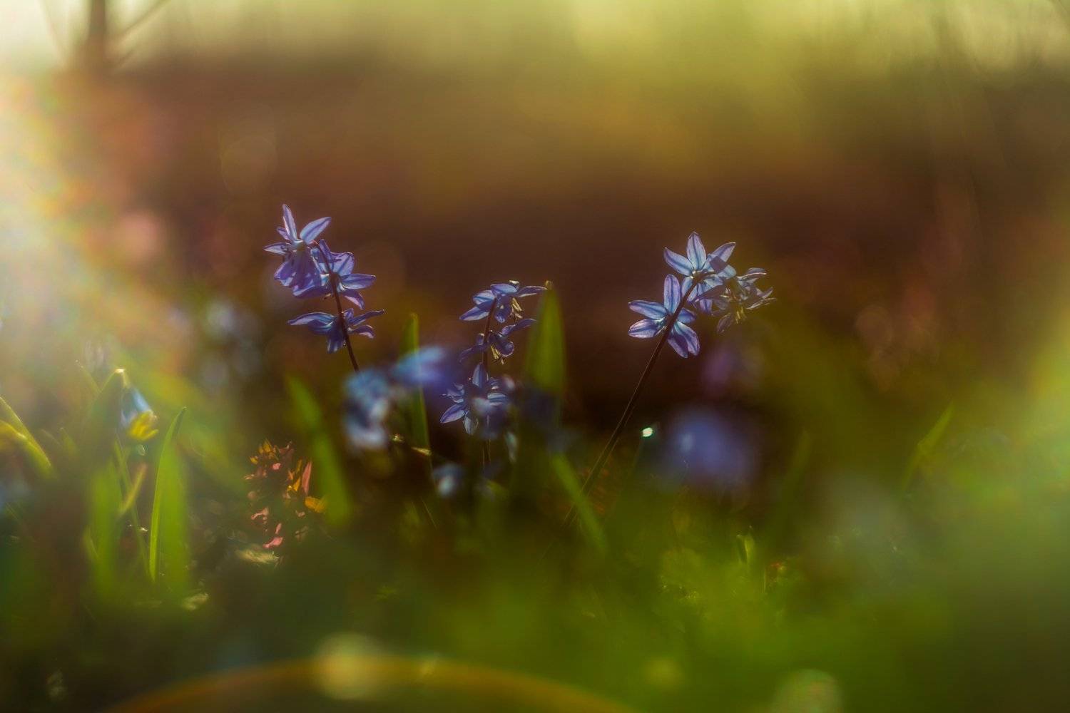 весенний лес, пролески, подснежники, весна, Александр Литвишко