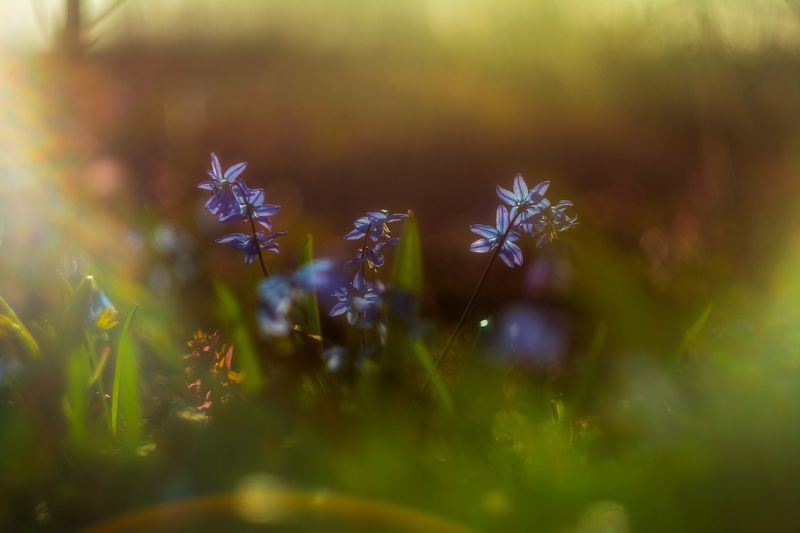 весенний лес, пролески, подснежники, весна Первоцветы фото превью