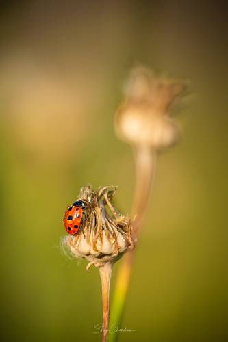 Lady Bug