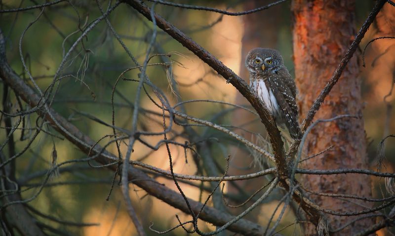 sóweczka фото превью