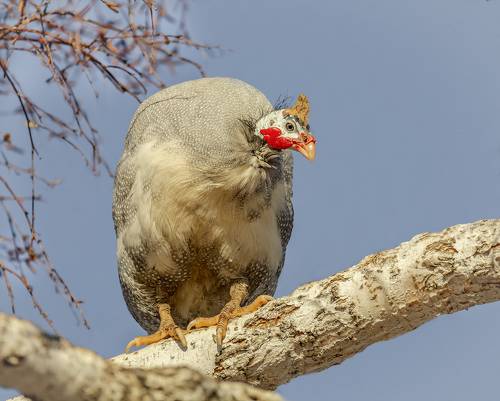 цесарки на берёзах..