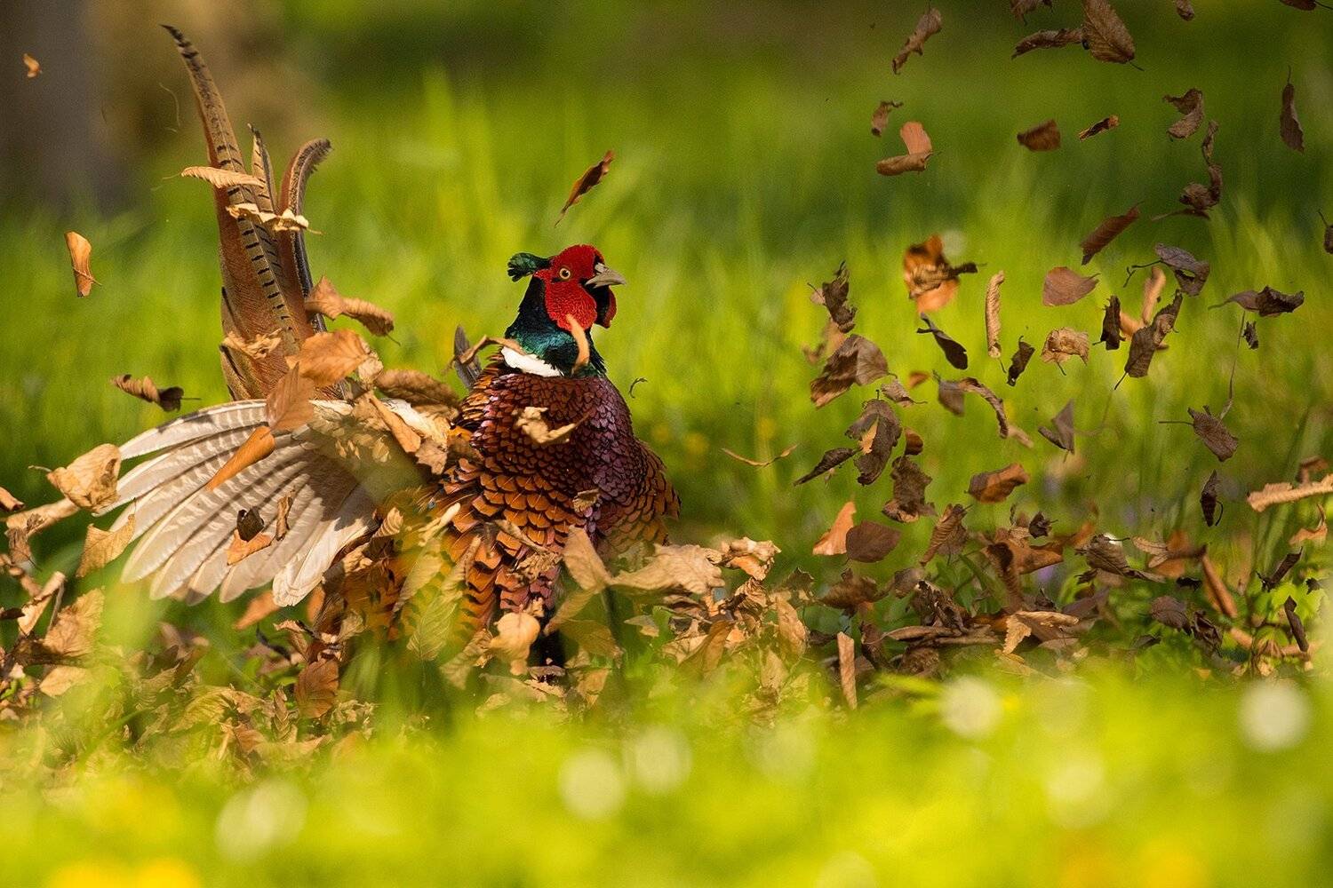 , Robert Adamec
