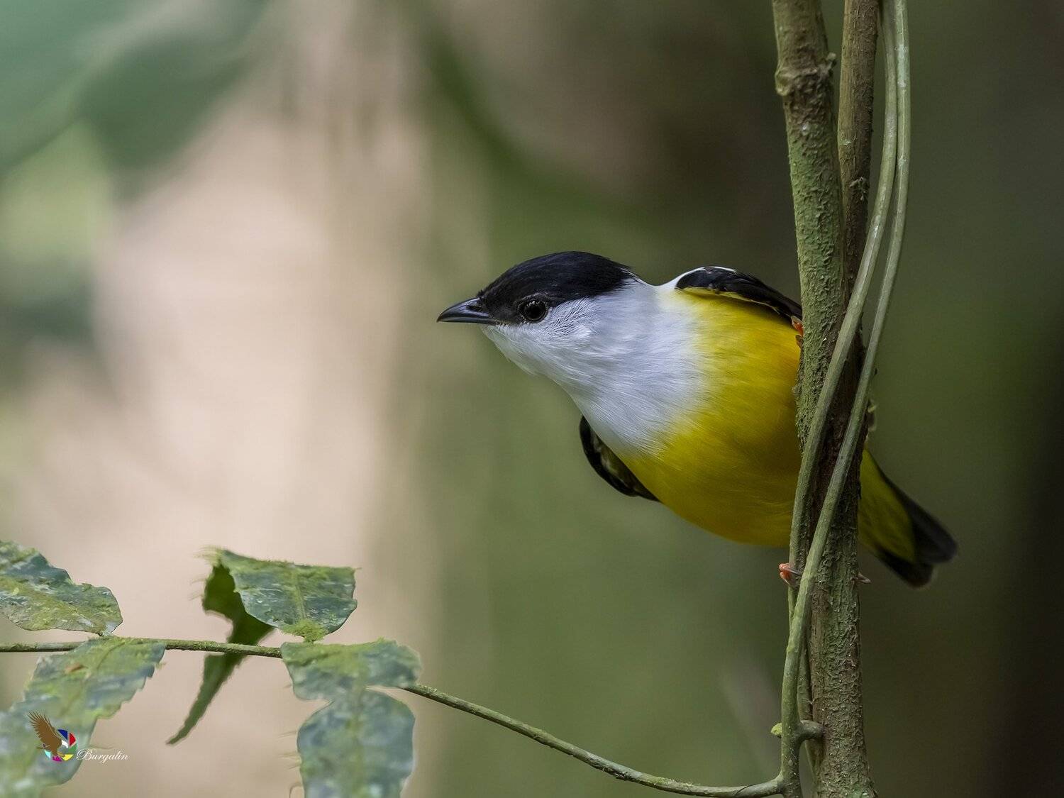 , Fernando Burgalin Sequeira