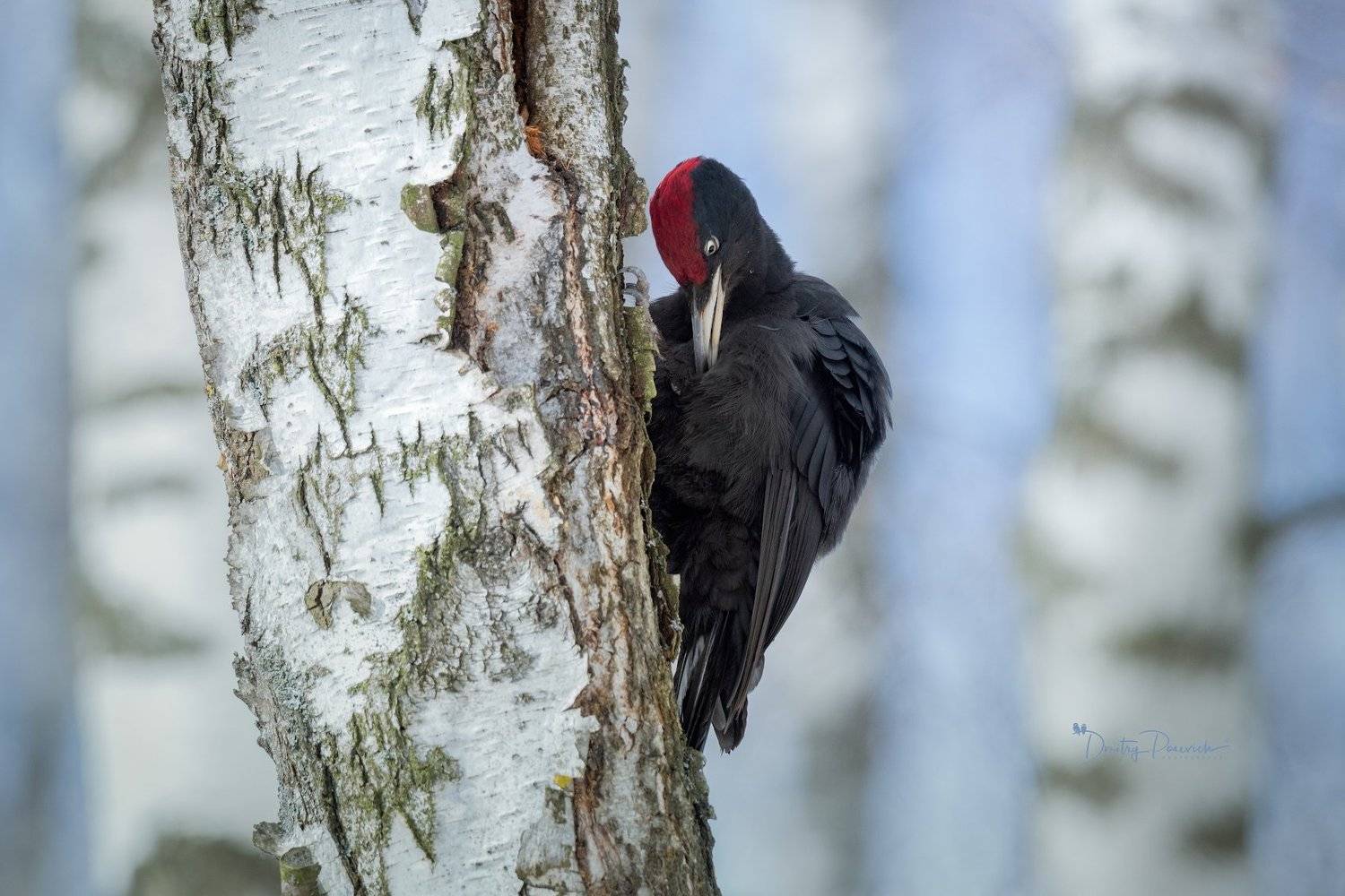 природа, лес, поля, огороды, животные, птицы, макро, Дмитрий Посевич