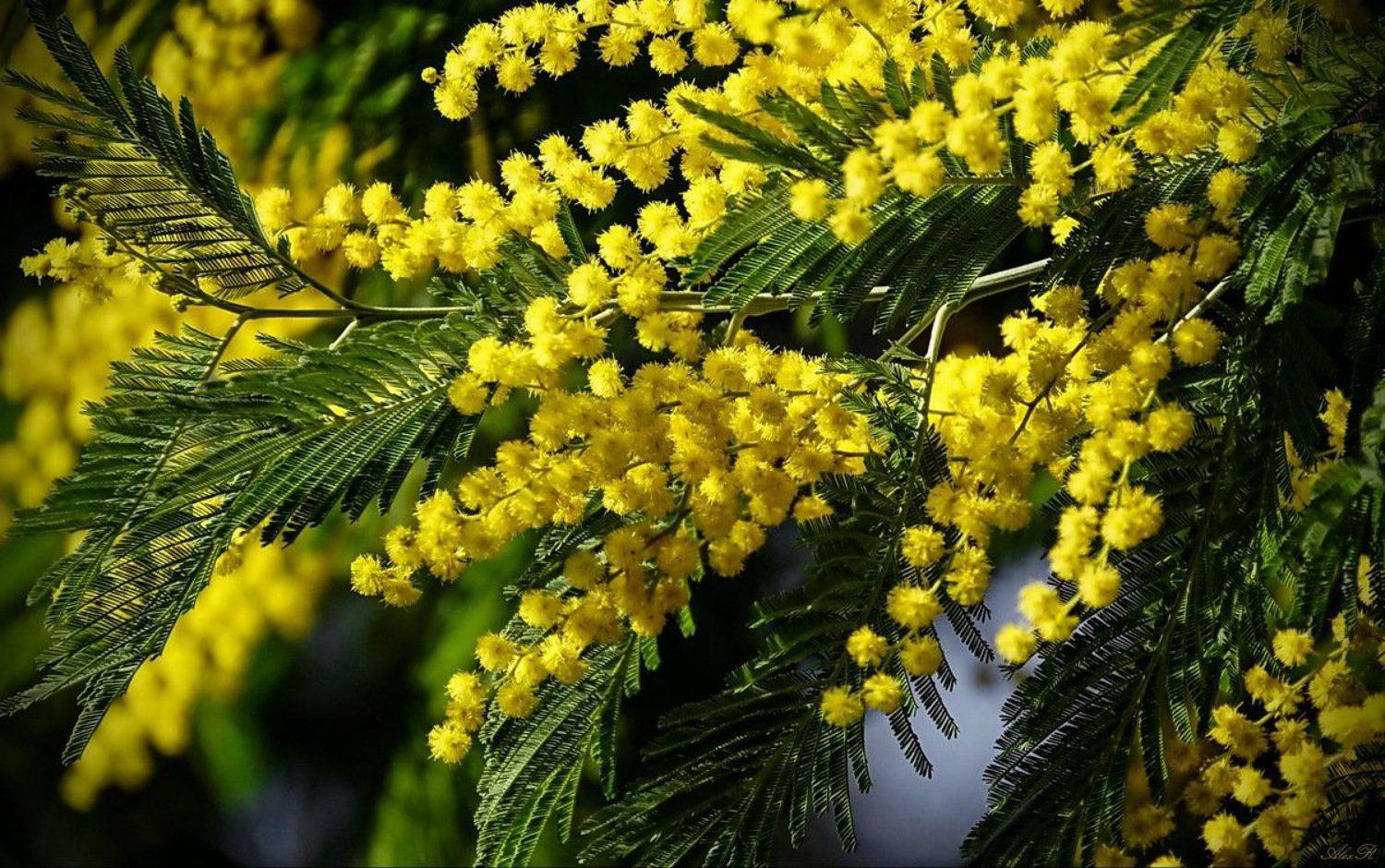 , Razgulyaev Aleksandr