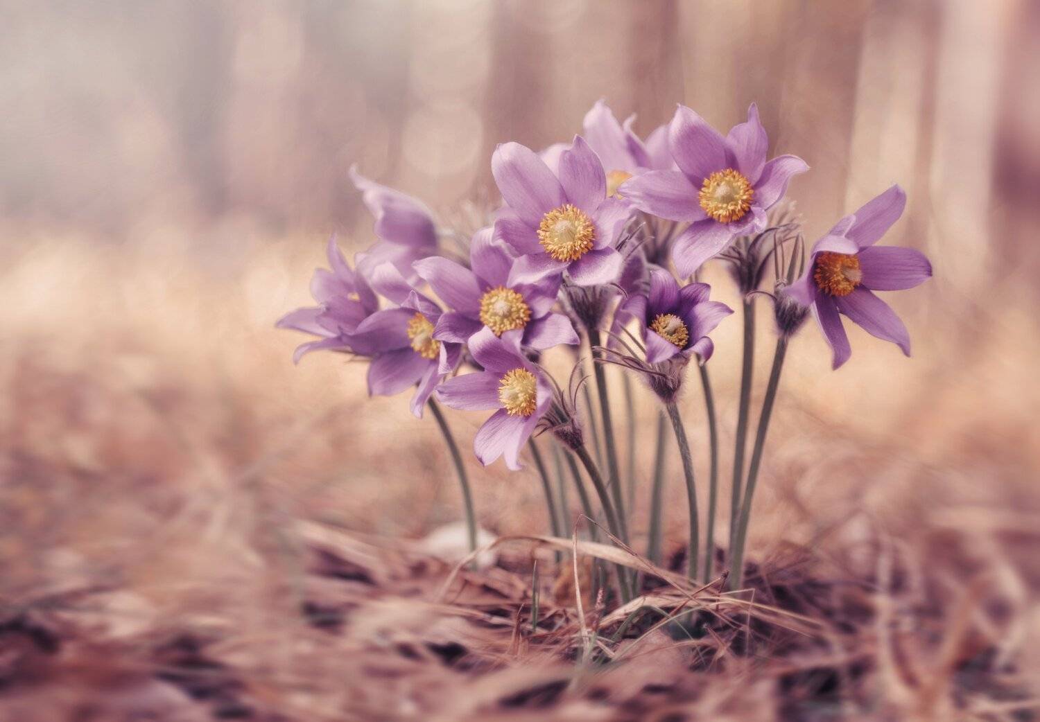 , Лапшина Владлена