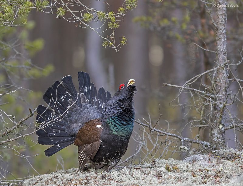 Глухарь фото превью