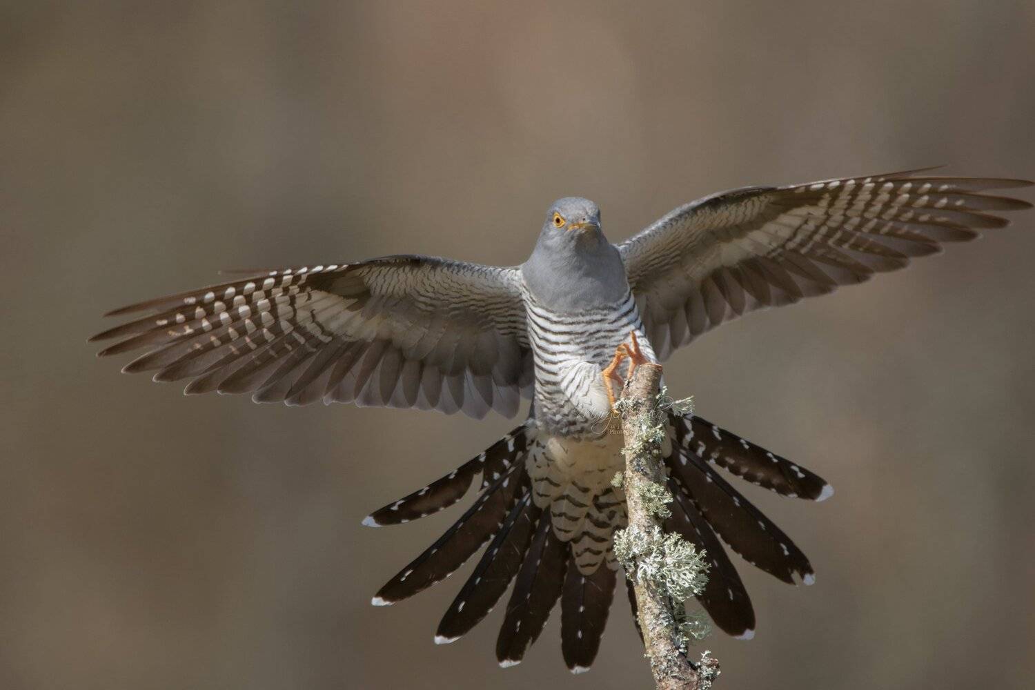 cuckoo, birds, animals, nature, wildlife, canon, canon 100-400, MARIA KULA