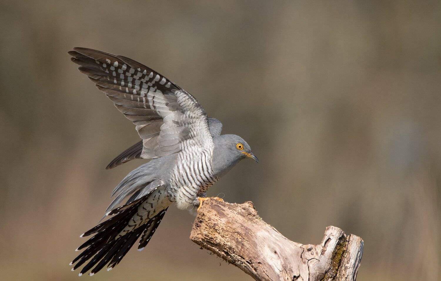 cuckoo, birds, animals, nature, wildlife, canon, canon 100-400, MARIA KULA