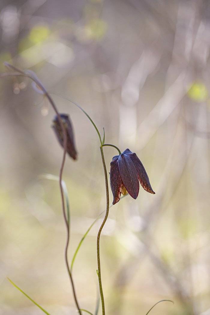 рябчик уссурийский, Евгений Слободской