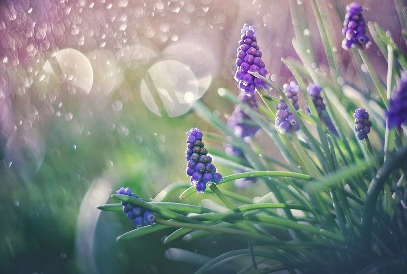 Мускари фото превью