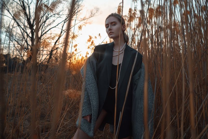 PHRAGMITES AUSTRALIS фото превью