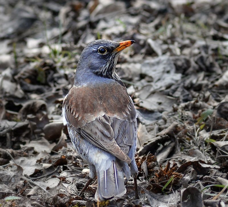 Он оглянулся посмотреть.... фото превью