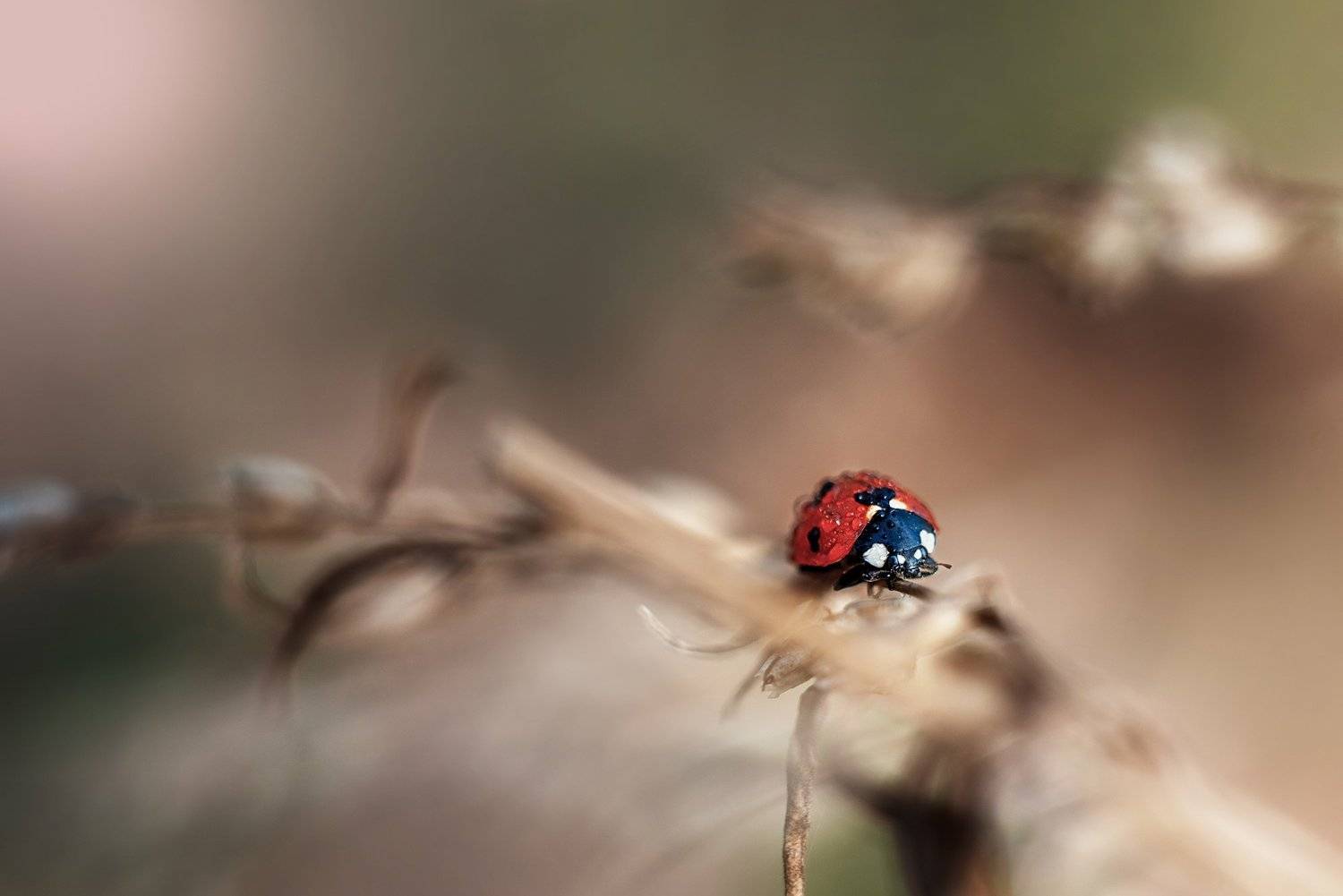 #макро #божьяеоровка, Анастасия Думинская