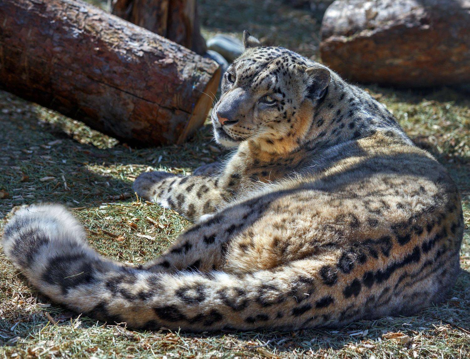 снежный барс, Олег Богданов