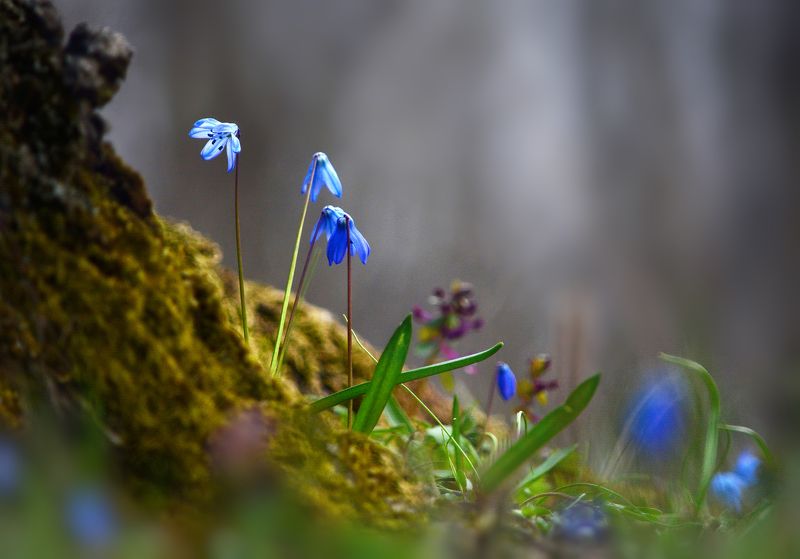 *** фото превью