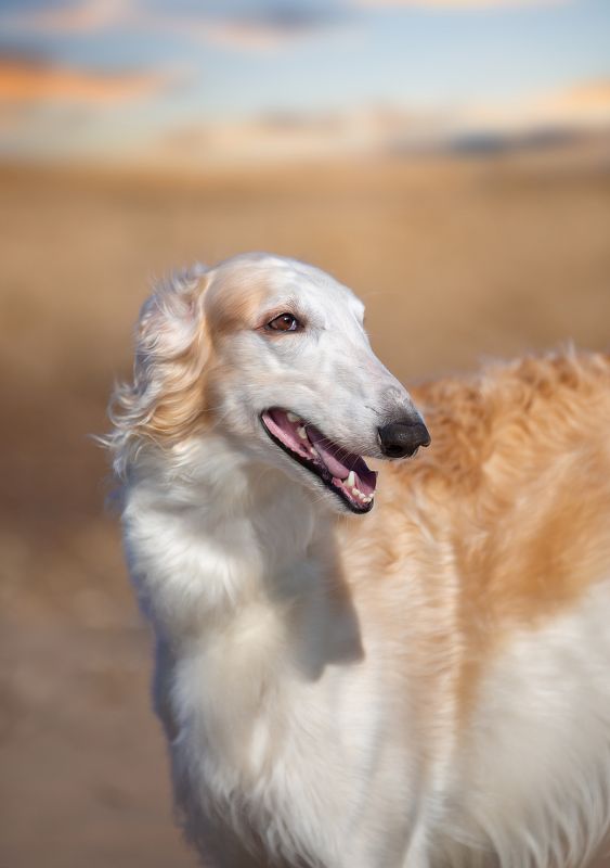 Razvey фото превью