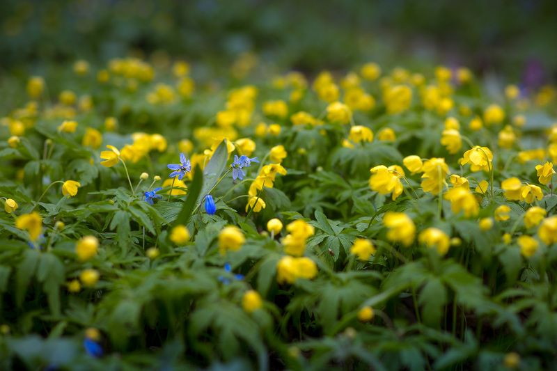 ветреница, весна, первоцветы, цветы, flowers, primulas, yellow anemone Ветреница лютичная фото превью