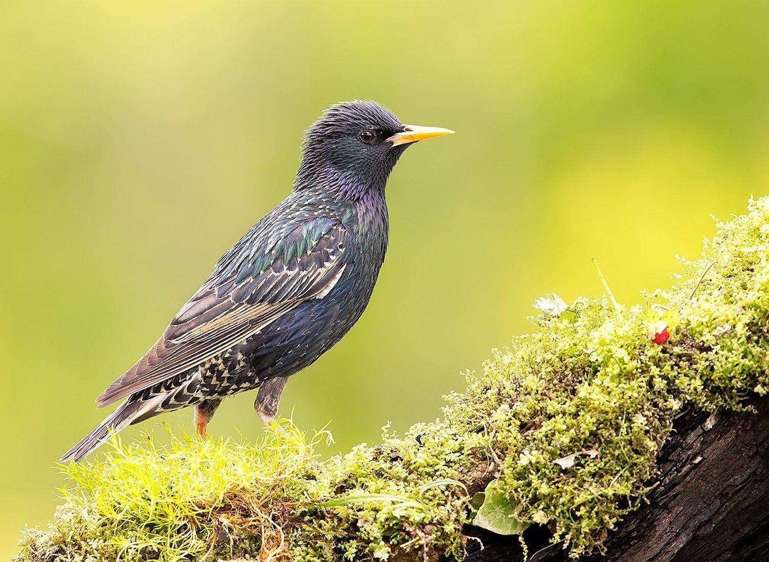 cкворец, european starling,  starling,весна, Elizabeth Etkind