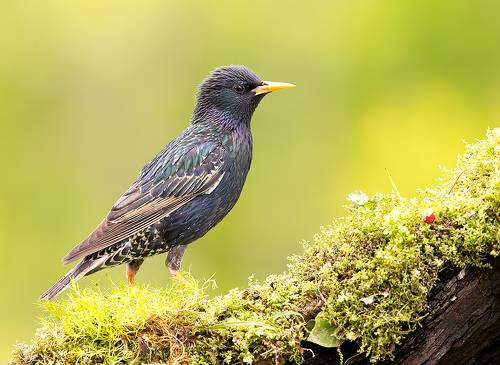 Обыкновенный скворец - European Starling