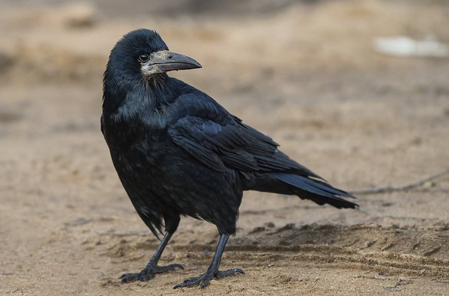 , Юрий Кулаков